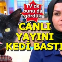 Canlı yayını kedi bastı