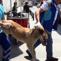 Gezi Parkı'nda hayvanseverlerin tepkisini çeken görüntü