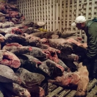 Nesli tükenmekte olan köpek balıklarını avlayan Çinliler tutuklandı