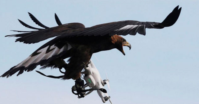 Kartallar drone avlayacak!