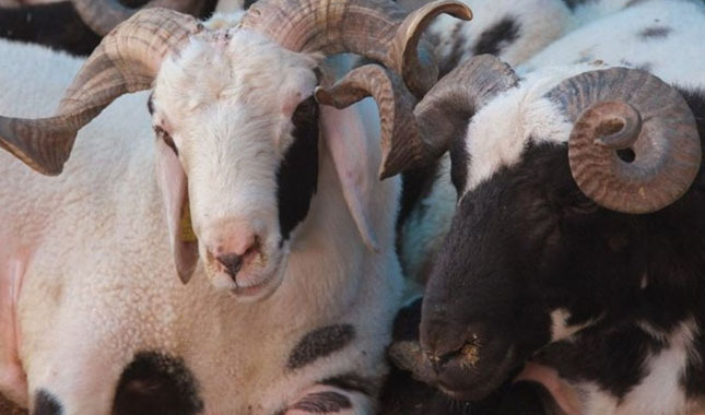 Bayram Tatili 10 Gün Olacak Mı? Kurban Bayramı ne zaman?