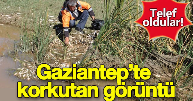 Karasu Çayı’nda korkutan görüntü