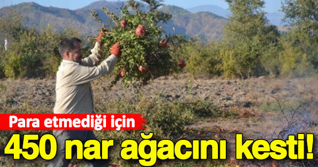 450 nar ağacını para kazanamayınca kesti
