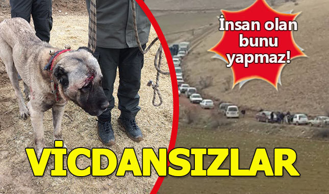 7 ilden konvoy yaparak geldiler, hayvanseverleri isyan ettirdiler