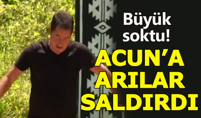 Acun Ilıcalı, arının saldırısına uğradı
