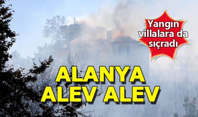 Alanya'da orman yangını! Ekipler seferber oldu - Antalya haberleri