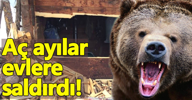 Artvin'de aç ayılar evlere saldırdı