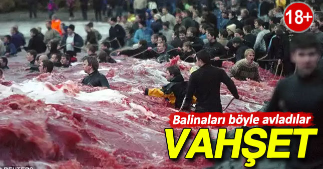 Avrupa'da balina vahşeti