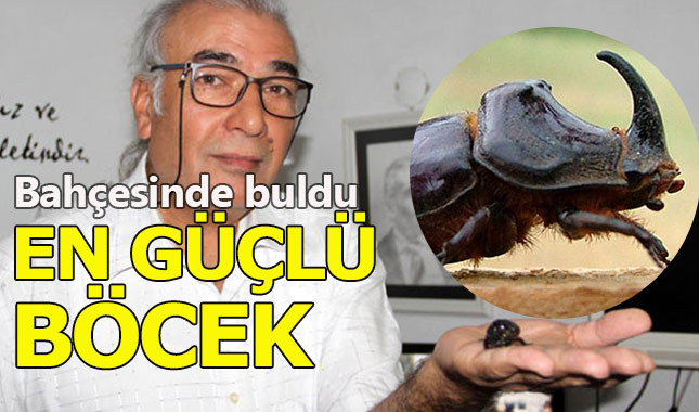Bahçesine dünyanın en güçlü böceği düştü