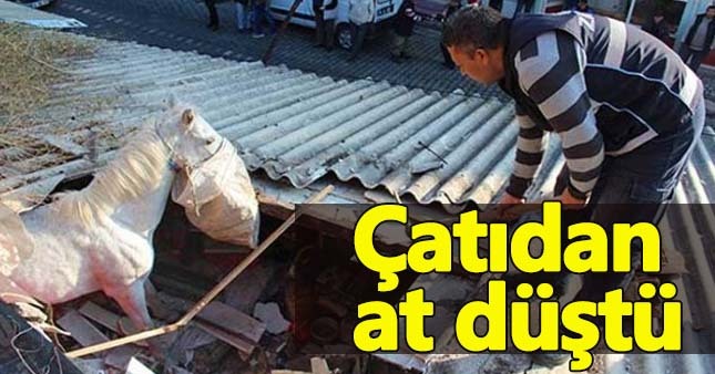 Balıkesir'de at çatıdan düştü
