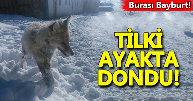 Bayburt'ta bir tilki ayakta dondu!