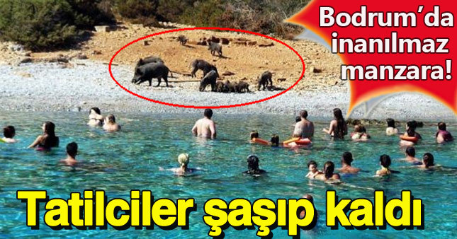 Bodrum sahilini domuz sürüsü bastı