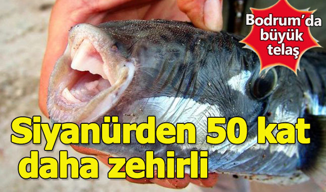 Bodrum'da zehirli balık telaşı