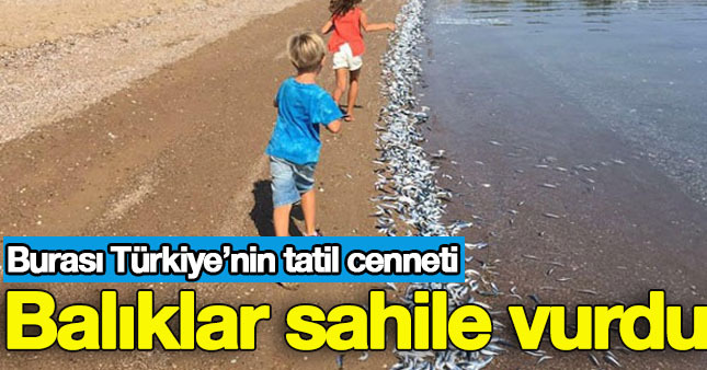 Bozcaada sahiline ölü balıklar vurdu