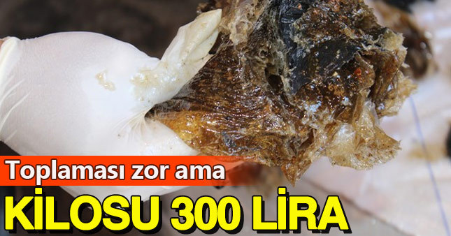 Büyük emekle toplanıp gram gram satılıyor
