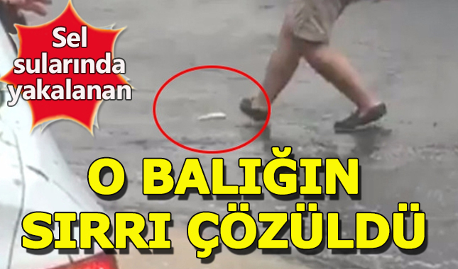 Cadde üzerinde can çekişen balığın sırrı çözüldü