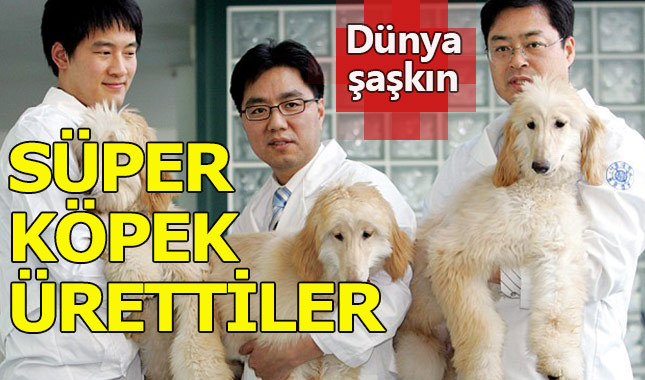 Çinli bilim adamları köpek klonlamayı başardı