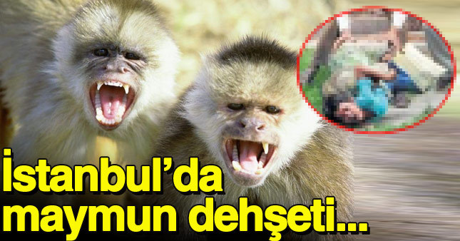 Çocuklara saldıran maymunlar dehşet saçtı