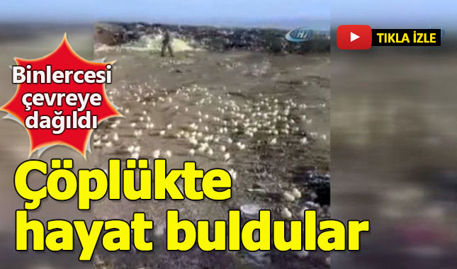 Çöplüğe atılan yumurtalardan binlerce civciv çıktı