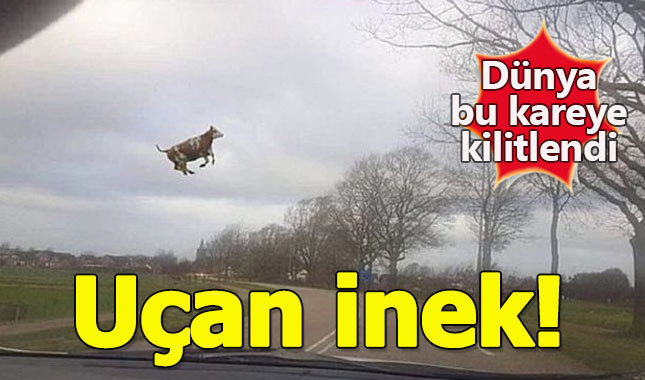 Dünya bu kareye kilitlendi: Uçan inek!