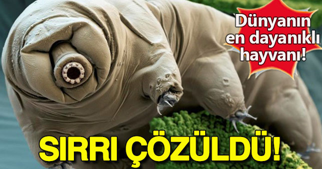 Dünyanın en dayanıklı hayvanının sırrı çözüldü