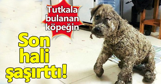 Eğlence olsun diye tutkala boyanan köpeğin son hali