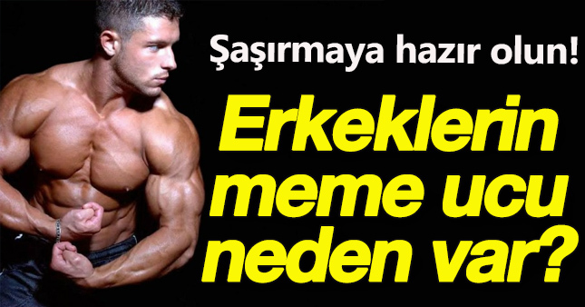 Erkeklerin neden meme ucu var?