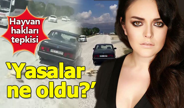 Ezgi Mola'dan hayvan hakları tepkisi