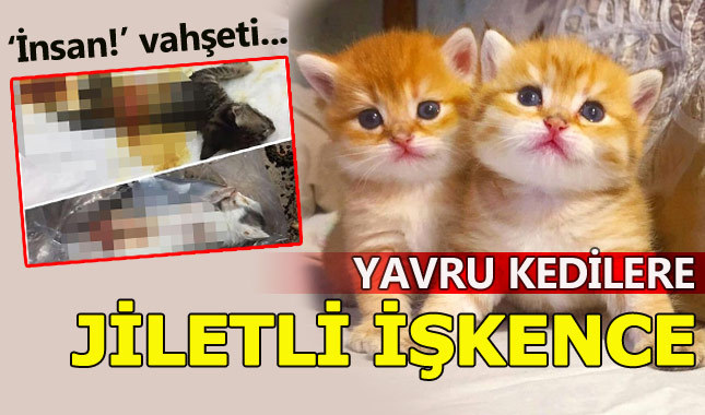 Fatih'te yavru kedilere jiletli işkence