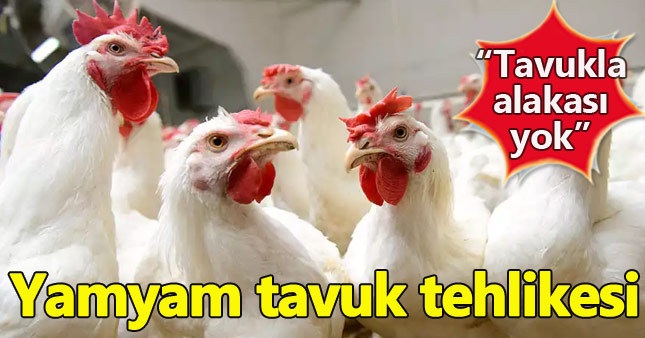 Uzmanlardan "yamyam tavuk" tehlikesine uyarı