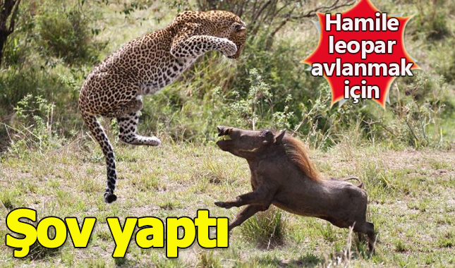 Hamile leopar ile yaban domuzu arasındaki büyük savaş