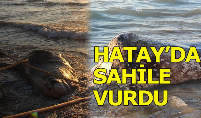 Hatay'da kıyıya ölü balina vurdu
