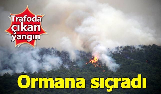 Hatay'da orman yangını