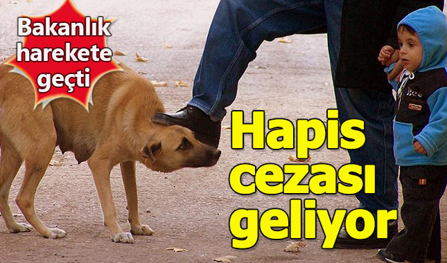 Hayvan öldürene hapis cezası yolda