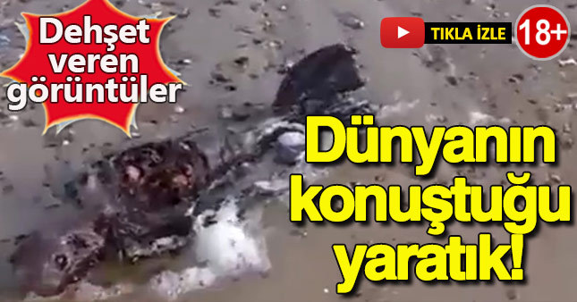 İngitere'de kıyıya vuran yaratık dehşete düşürdü