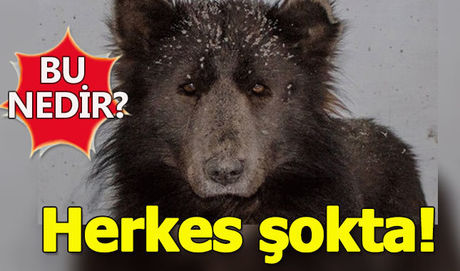 İnsanları ikiye bölen görüntü! Bu nedir?
