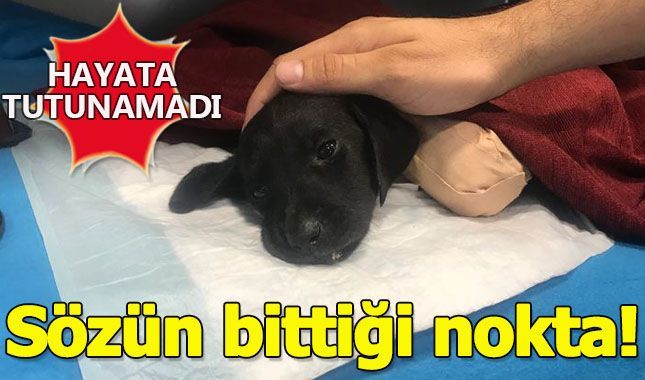 İnsanlıktan nasibini almamışların bacağını kestiği yavru köpek kurtarılamadı!