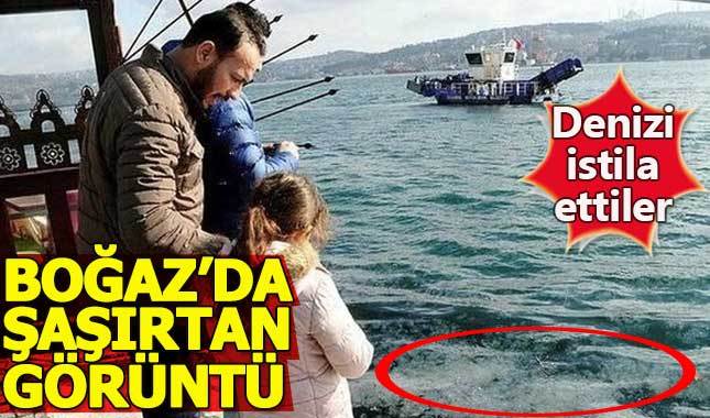 İstanbul Boğazı, deniz analarının istilasına uğradı
