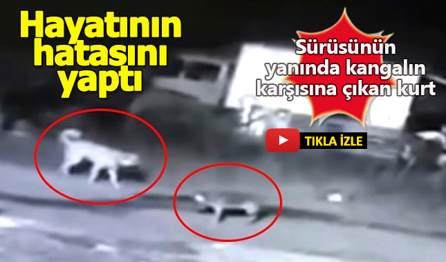 Kangal köpeği sürüsünün yanında gördüğü kurdu paramparça etti