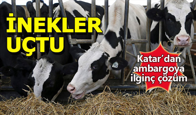 Katar 165 süt ineğini hava yoluyla ülkeye soktu