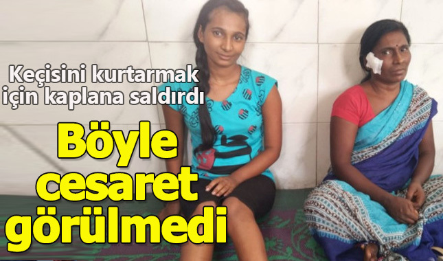 Keçisini kurtarmak için kaplana saldırdı! Böyle cesaret görülmedi!
