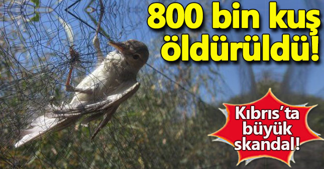 Kıbrıs'ta 800 bin kuş öldürüldü