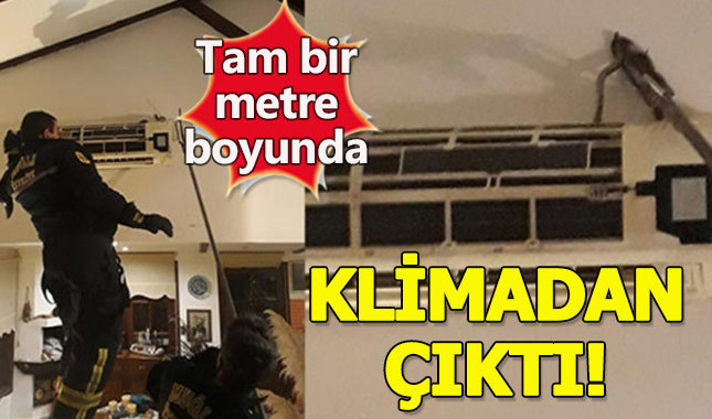 Klimadan 1 metrelik zehirli yılan çıkartıldı