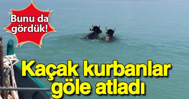 Konya'da kaçak kurbanlıklar göle atladı