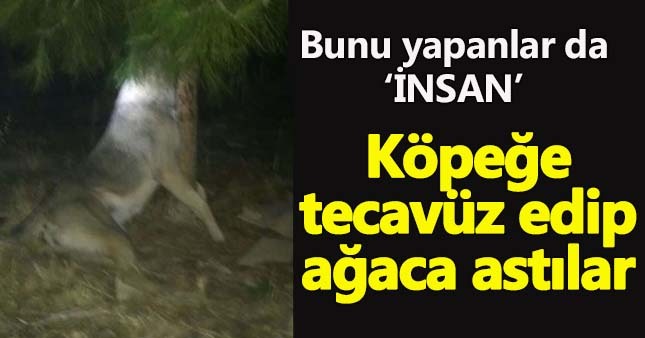 Köpeğe tecavüz edip ağaca astılar!