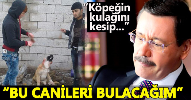 Köpeğin kulağını kesip yemesi için önüne attılar!