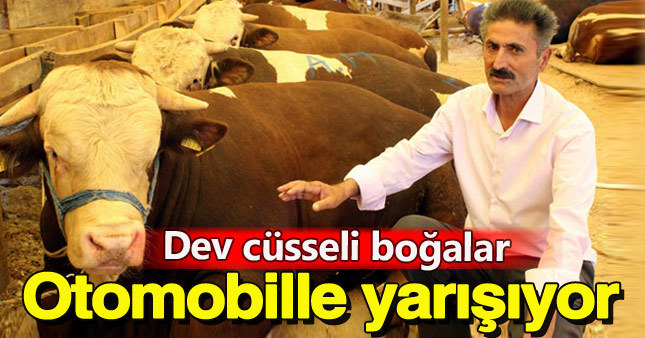 Kurbanlıklar bu yıl araba fiyatında