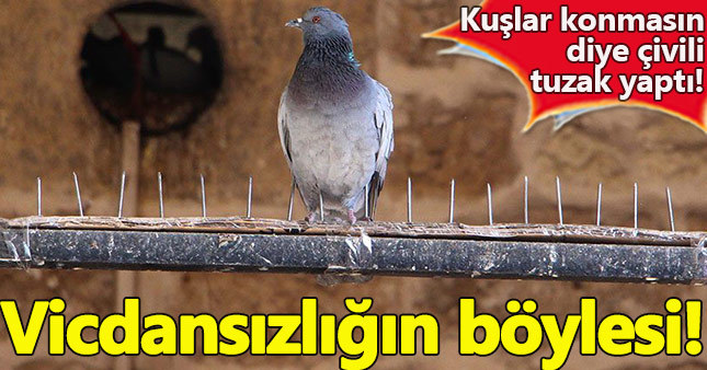 Kuşlar konmasın diye çivili tuzak yaptı!