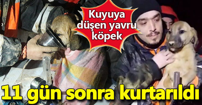 Kuyuyu düşen yavru köpek 11 gün sonra kurtarıldı