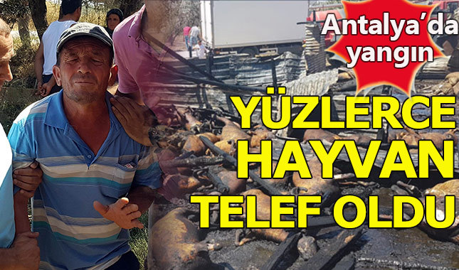 Manavgat'ta yangın faciası... 550 hayvan telef oldu